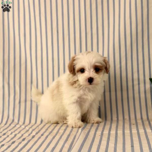 Alyssa, Maltipoo Puppy